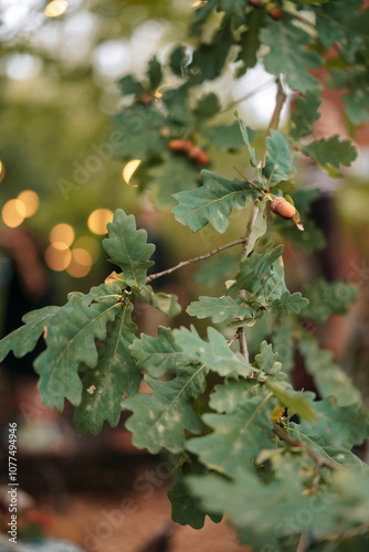 Sunlit Oak Branch With Glistening Acorns