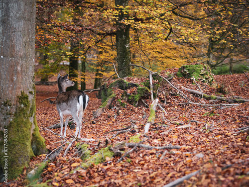 reh im wald photo