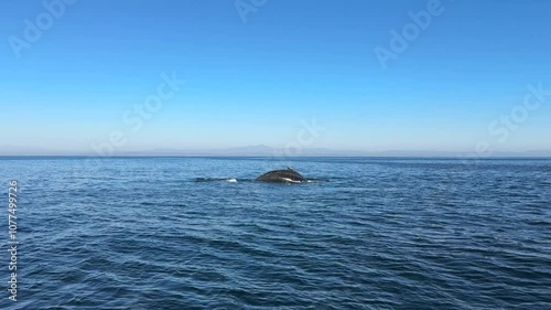 Humpback Whales in Newport Beach, CA 