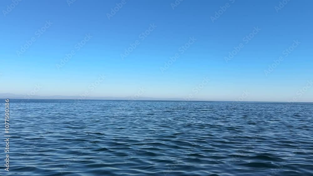 custom made wallpaper toronto digitalHumpback Whales in Newport Beach, CA 