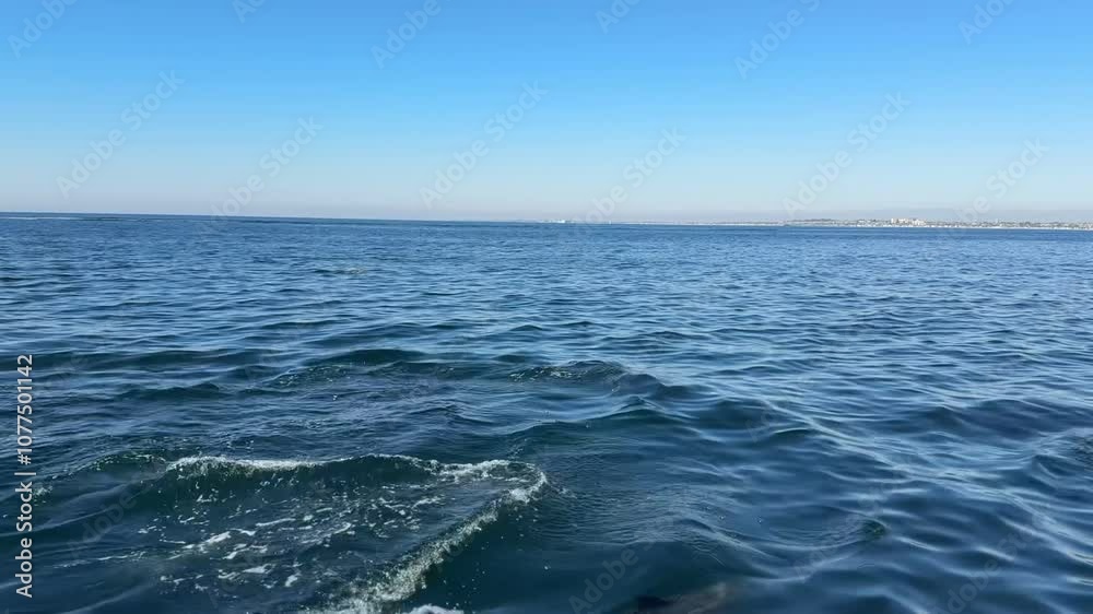 Wild Dolphins in Orange County, California Wild Dolphins in Orange County, California