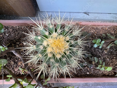 A Ferocactus Glaucescens cactus growing in a pot. Close up detailed shot. Large barrel-shaped cactus with large spines. Glaucous Barrel cactus, Ferokaktus sinewy, Blue barrel cactus. photo