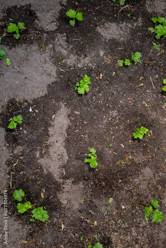 Young vegetable plants