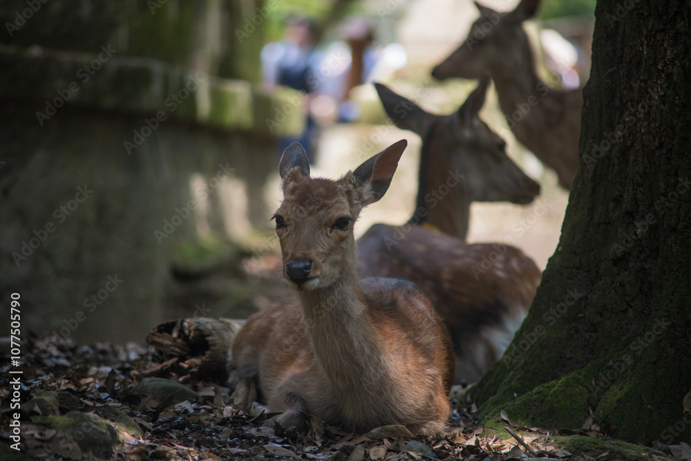 Fototapeta premium Ciervo sika en Nara.
