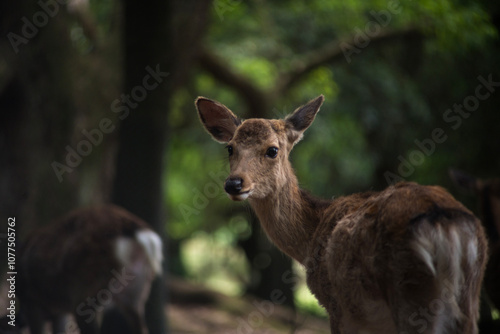 Ciervo sika en Nara.  photo