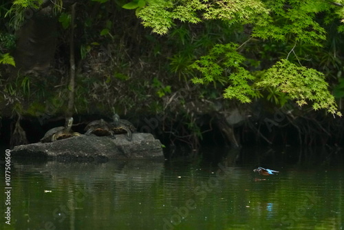 kingfisher is hunting a fish