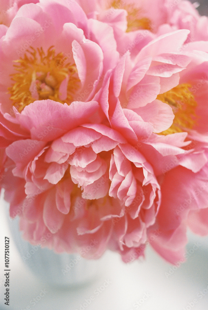 life of a peony bouquet, day first life of a peony bouquet, day first