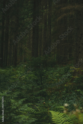 beautiful misty coniferous forest with tall green grass tall trees on a cloudy day, front view the average plan