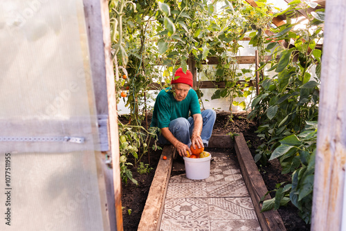 A man picks tomatoes in a greenhouse 