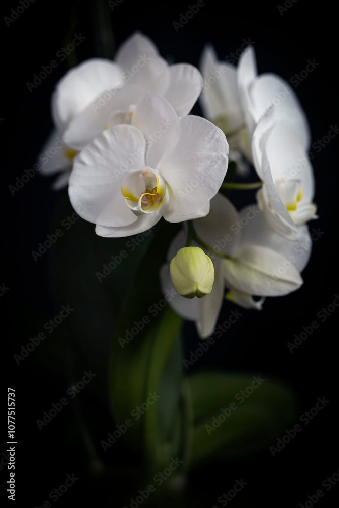 Naklejka premium Storczyk na czarnym tle