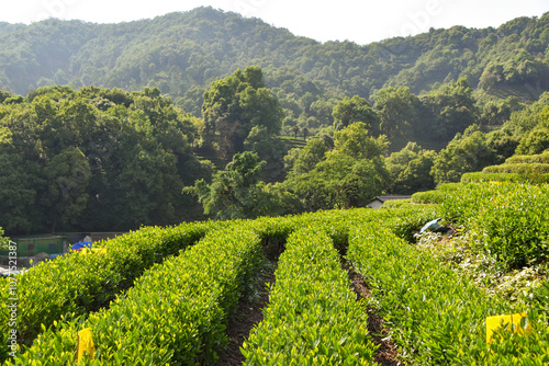 Verdant green frields of the Longjing Tea terrace in China photo