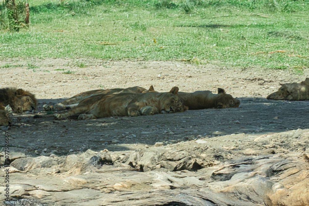 Fototapeta premium photography of lions in the middle of nature resting calmly