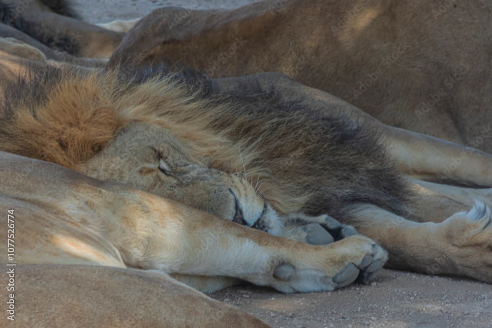 photography of lions in the middle of nature resting calmly photography of lions in the middle of nature resting calmly
