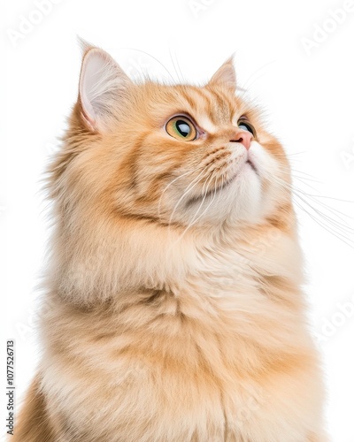 High-Resolution Realistic Portrait of a Persian Cat with Detailed Fur and Expressive Eyes