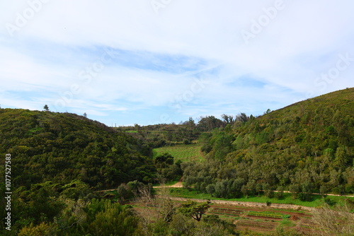 mountain forest trees nature travel sky 