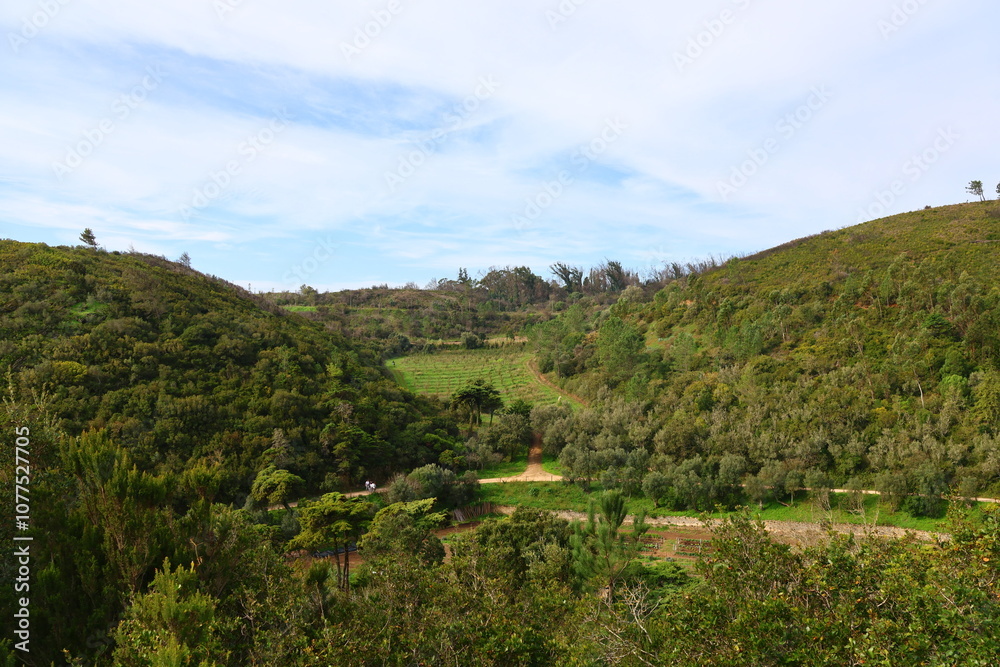 mountain forest trees nature travel sky mountain forest trees nature travel sky