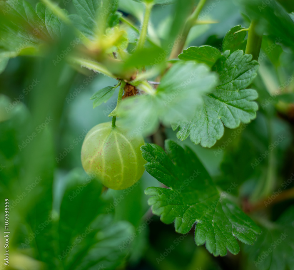 Obraz premium gooseberries on a bush