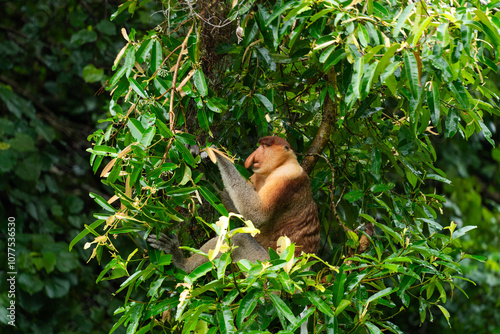 Proboscis Monkey eating in a tree. Borneo, Malaysia photo