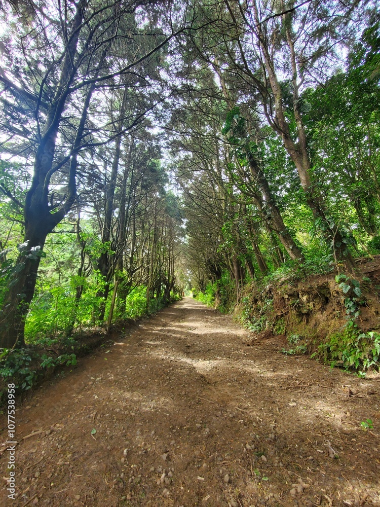 path in the woods path in the woods