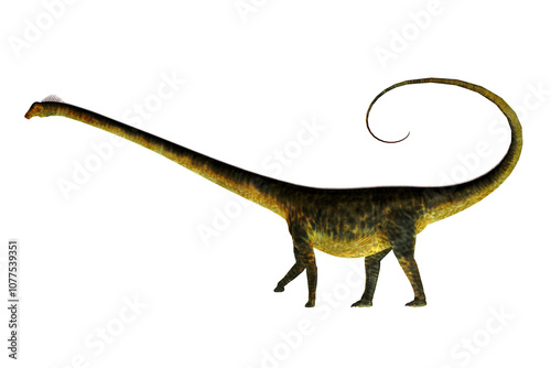 Fototapeta Naklejka Na Ścianę i Meble -  Barosaurus with Curled Tail - Barosaurus was a herbivorous sauropod dinosaur that lived in Utah and South Dakota, USA in the Jurassic Period.