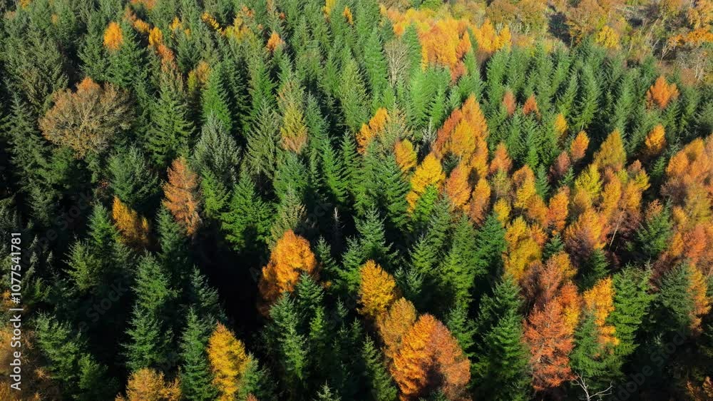 Tracking aerial shot of autumnal coniferous forest with trees changing colour in bright sunlight