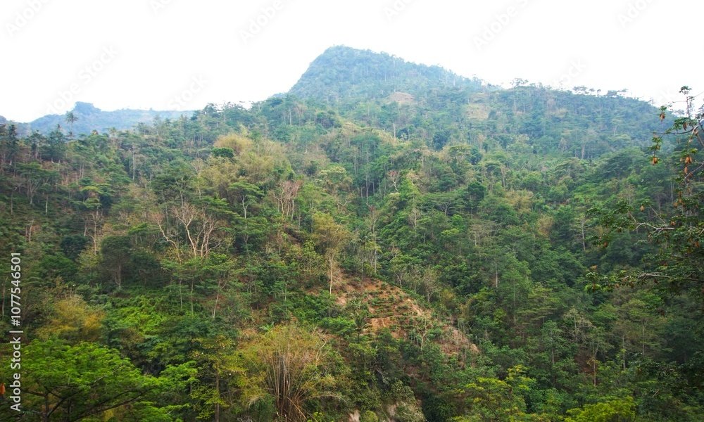 Fototapeta premium green and fresh mountain view