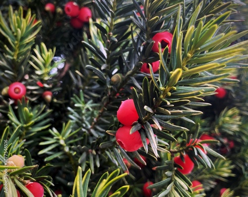 christmas tree with red berries