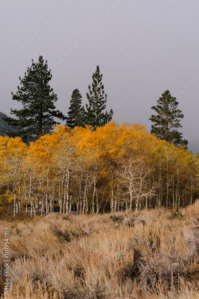 Fall aspen leaves against a moody sky Fall aspen leaves against a moody sky