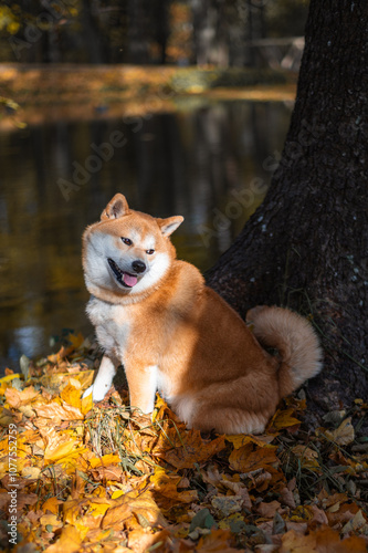 Red Shiba inu dog is sitting on the ground covered with fallen autumn leaves on sunny October day photo