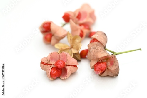 Japanese spindle tree berries. Celastraceae Dioecious deciduous shrub. Berries appear in early summer and ripen to red fruit in autumn. The berries are poisonous but the young shoots are edible. photo