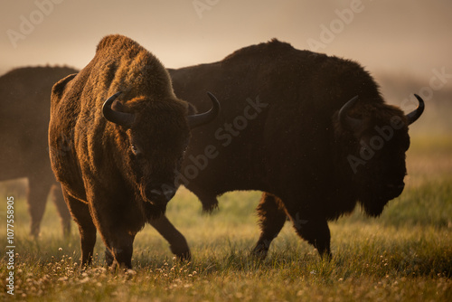 European bison - Bison bonasus in the Knyszyn Forest
 photo