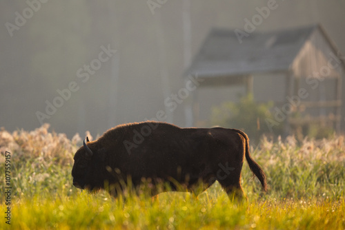 European bison - Bison bonasus in the Knyszyn Forest
 photo