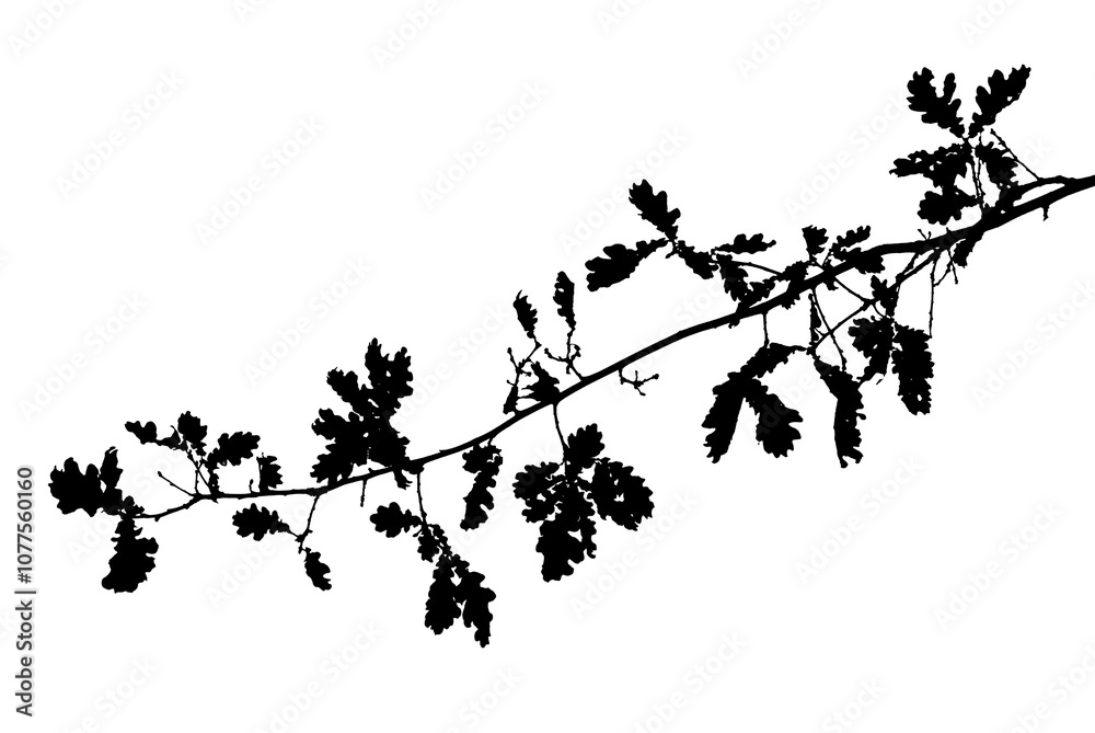 Naklejka premium silhouette of an oak branch on a white background