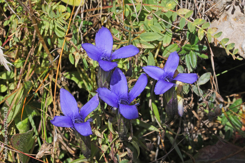 genziana cigliata (Gentianella ciliata)