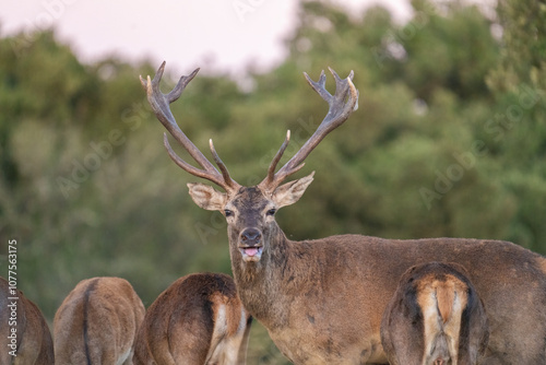 Majestic Red Deer (Cervus Elaphus)   photo