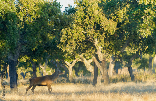 Red Deer Stag Walking Among Cork Oaks At Sunset   photo