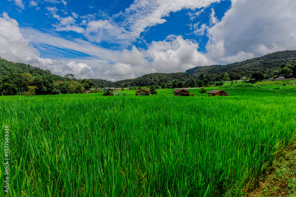 Panoramic nature background from the viewpoint with mountains, big trees, green rice fields, the joy of adventure travel and energy conservation from the ecosystem. Panoramic nature background from the viewpoint with mountains, big trees, green rice fields, the joy of adventure travel and energy conservation from the ecosystem.
