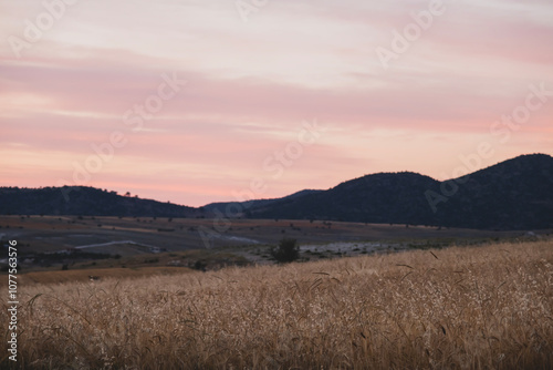 Wheat field mountains and sunset