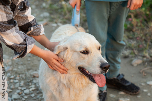 Hands petting a golden retriever with a leash outdoors photo