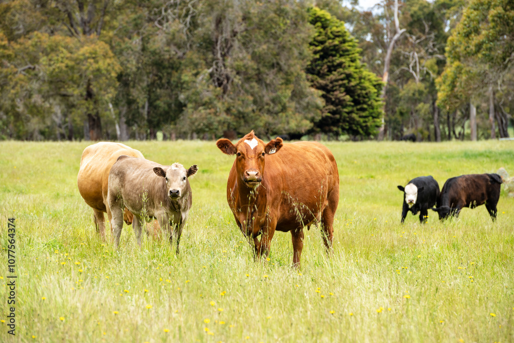 Grassfed cows in Green Western Australian Farmland
