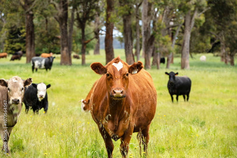 Grassfed cows in Green Western Australian Farmland Grassfed cows in Green Western Australian Farmland