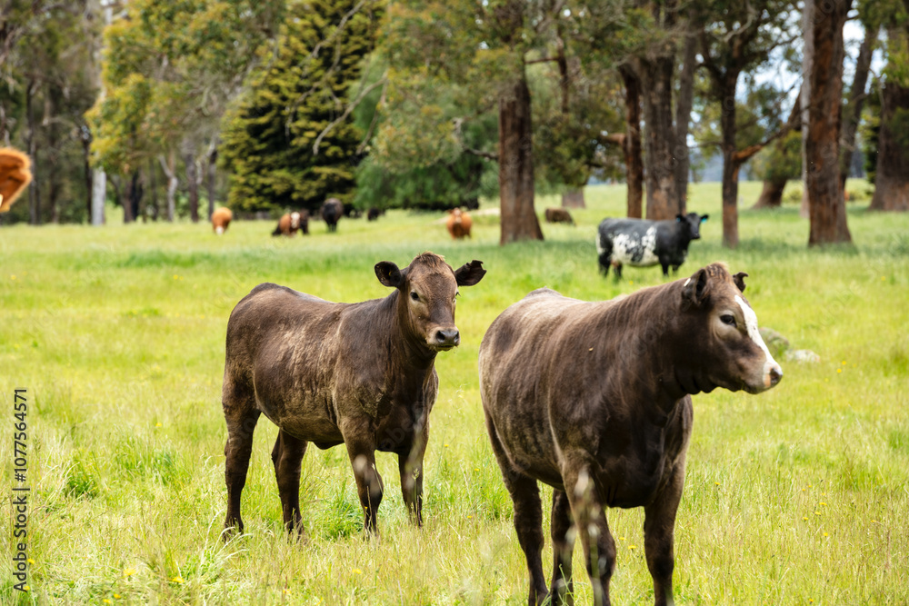Grassfed cows in Green Western Australian Farmland Grassfed cows in Green Western Australian Farmland