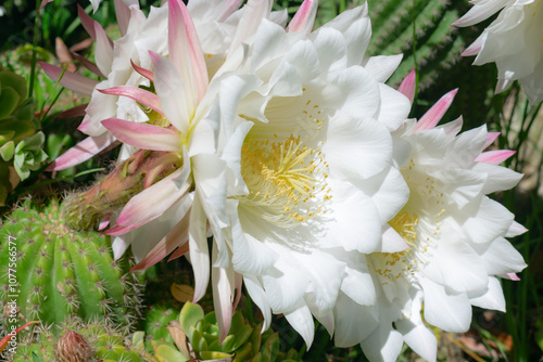 flor blanca de cactus 