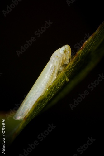 Macro Rose Leafhopper, resting on leaf with dark background.   photo