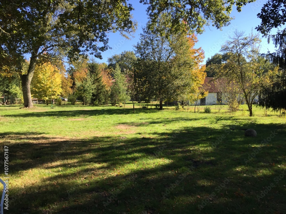 View of a park in autumn with changing leaf colours, grass, bright and blue sky with sunshine View of a park in autumn with changing leaf colours, grass, bright and blue sky with sunshine
