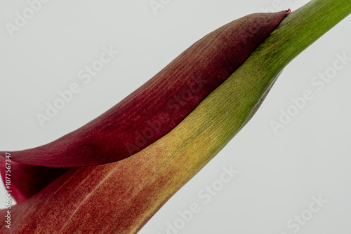 Calla lily photo