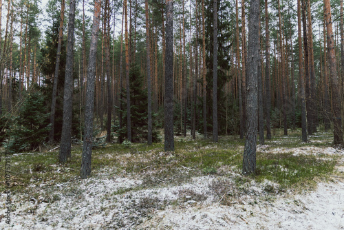 winter forest landscape after heavy snowfall 