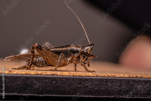 Macro photo grasshopper on the ground