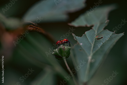 Macro photography