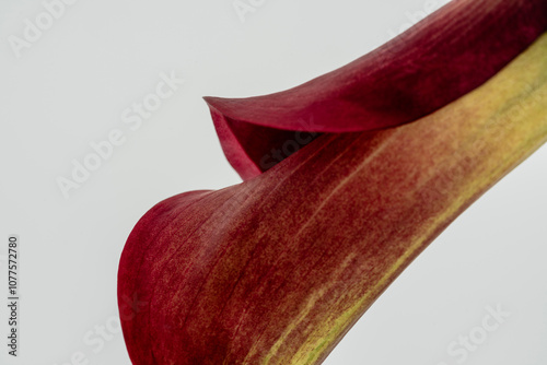 Calla lily photo